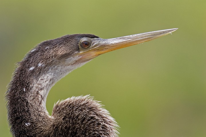Anhinga anhinga Anhinga